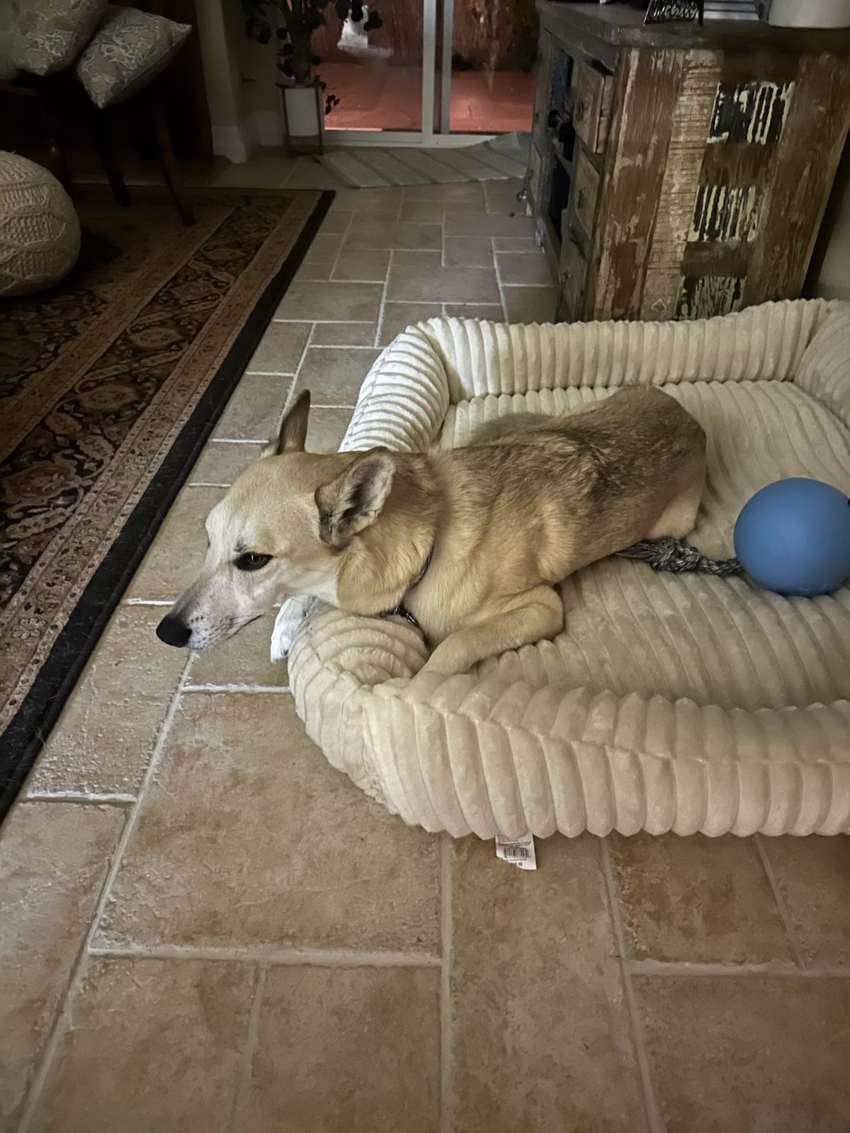 Sweet dog resting on the bed