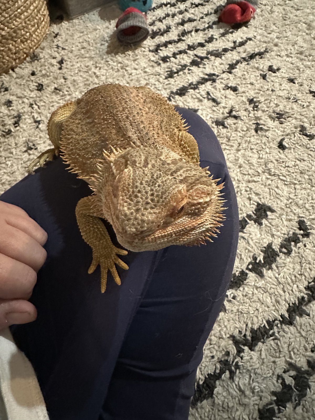 Bearded dragon I've cared for