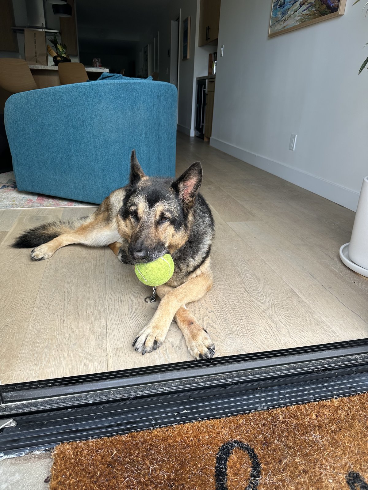Happy client GSD with tennis ball
