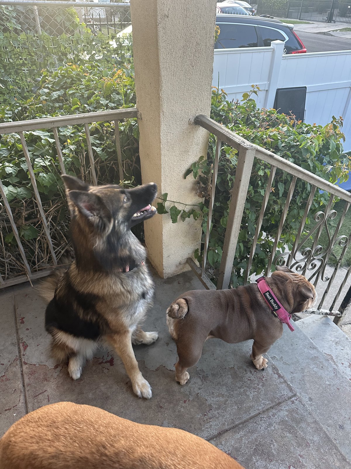 GSD and bulldog buddies